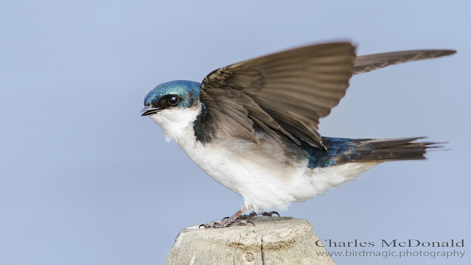 Tree Swallow