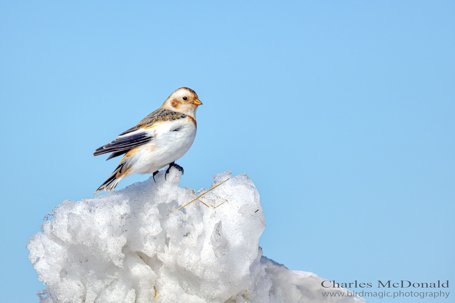 Snow Bunting