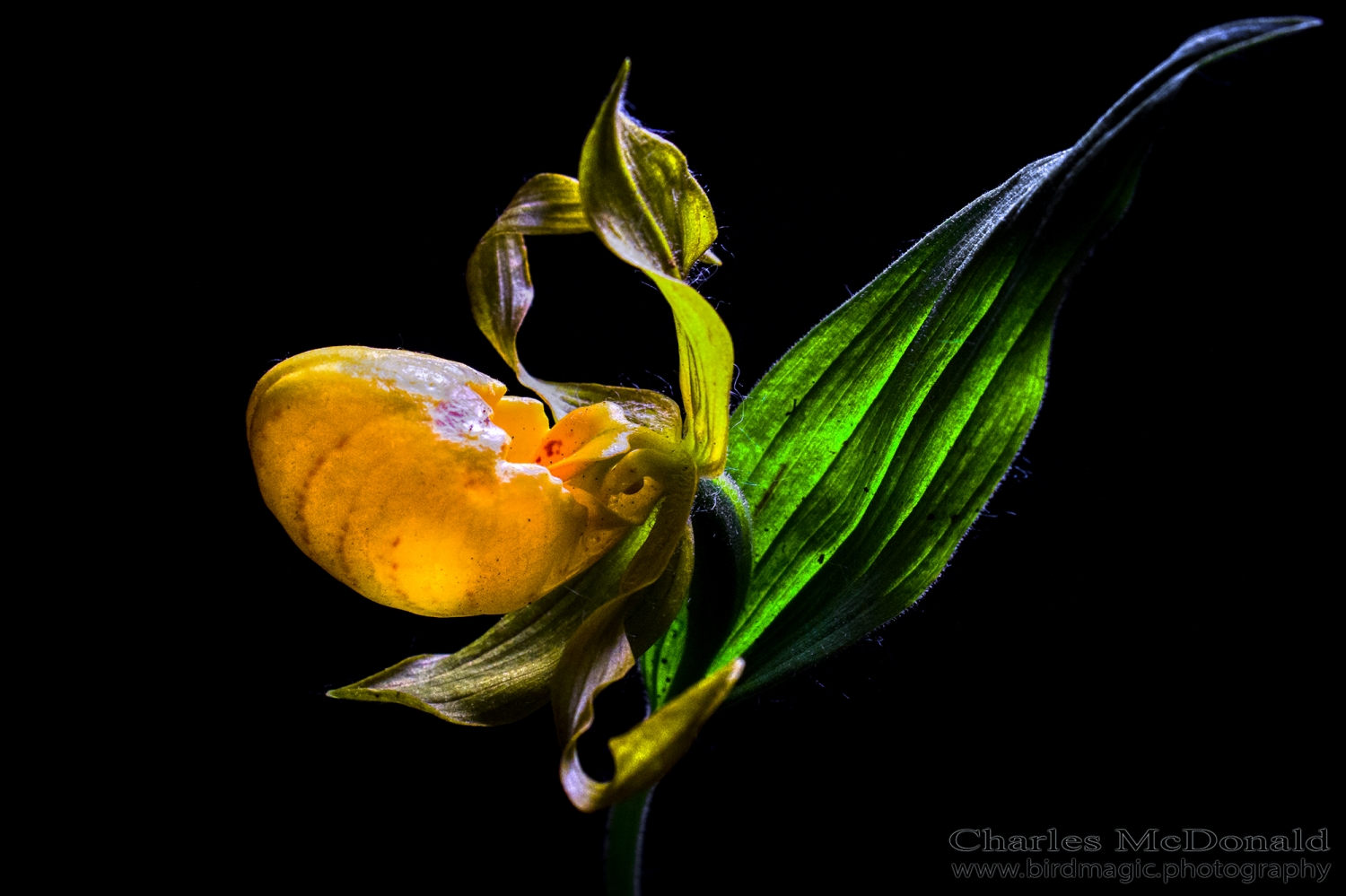 Yellow Lady's Slipper