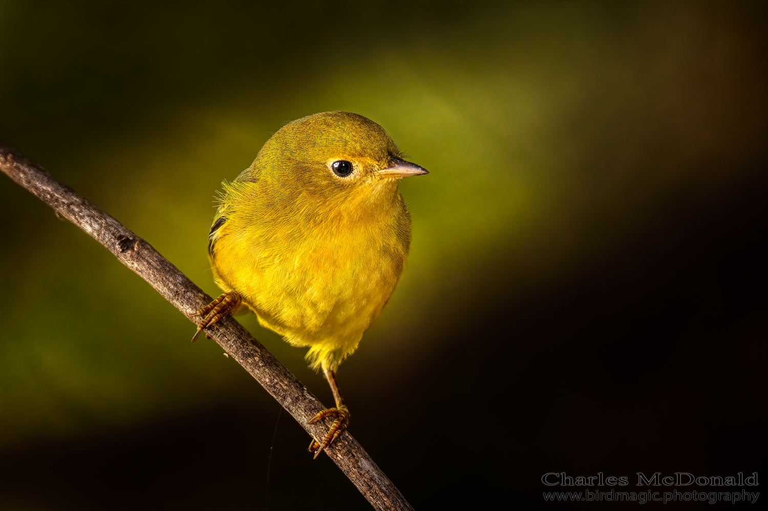 Yellow Warbler