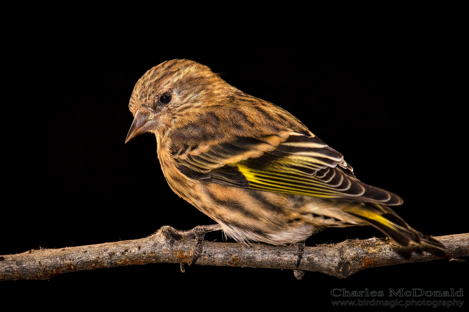 Pine Siskin