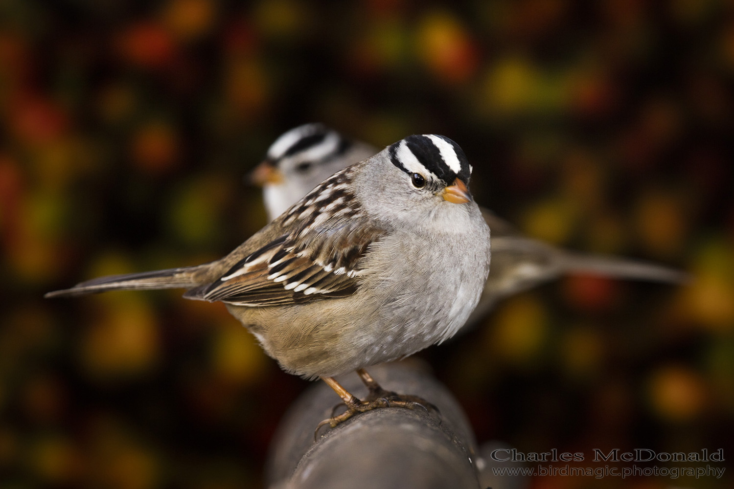 White-crowned Sparrow