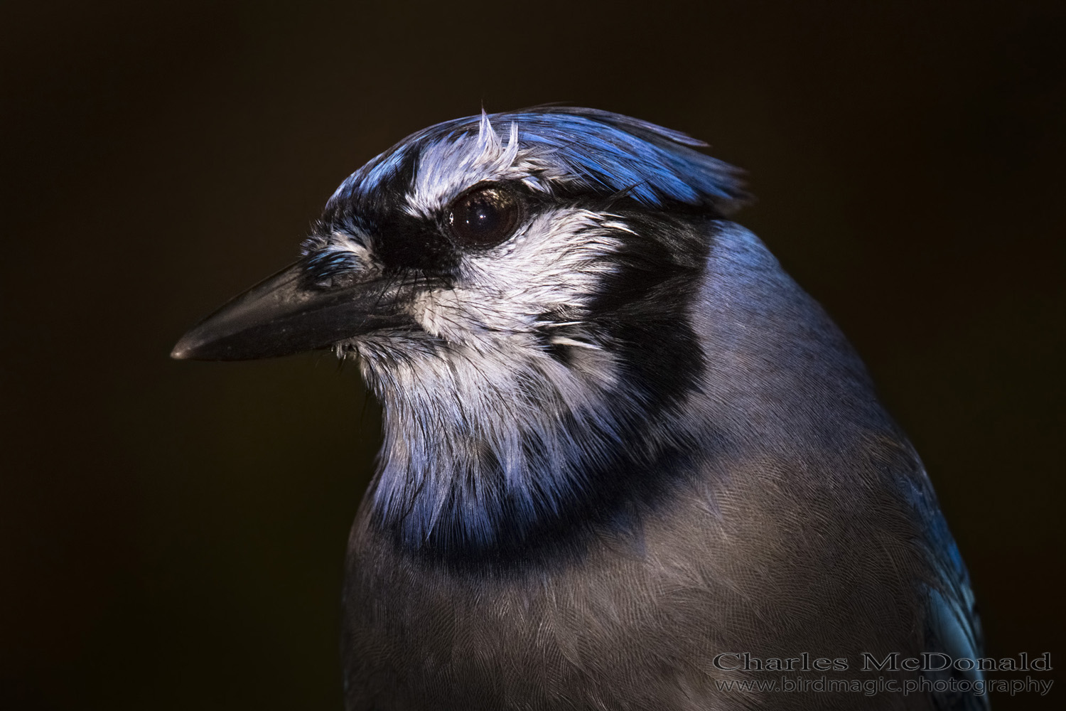 Blue Jay