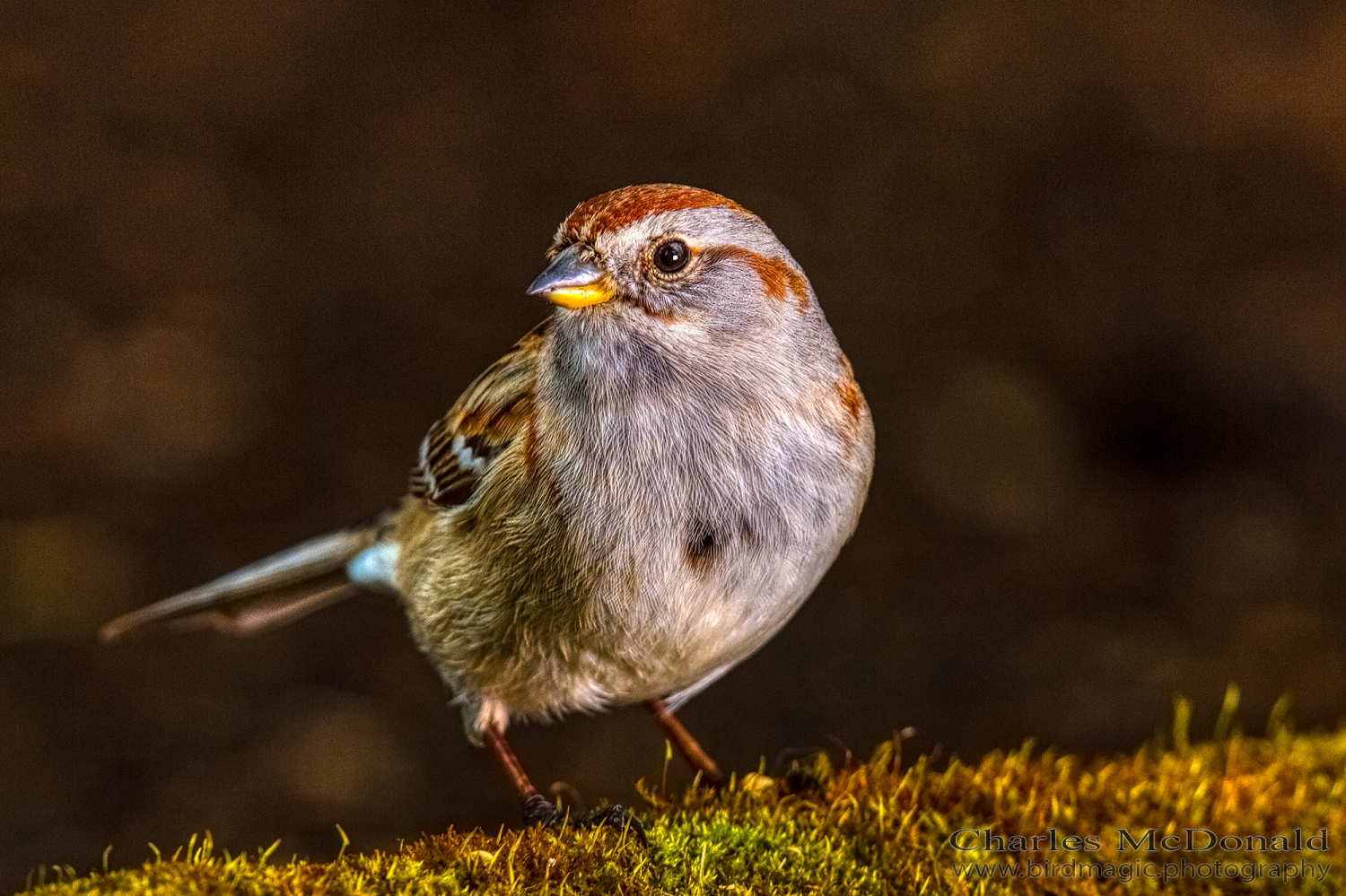 American Tree Sparrow