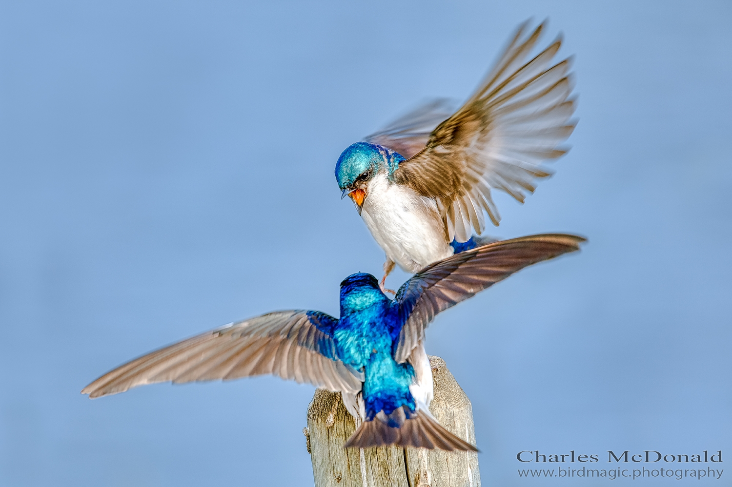 Tree Swallow