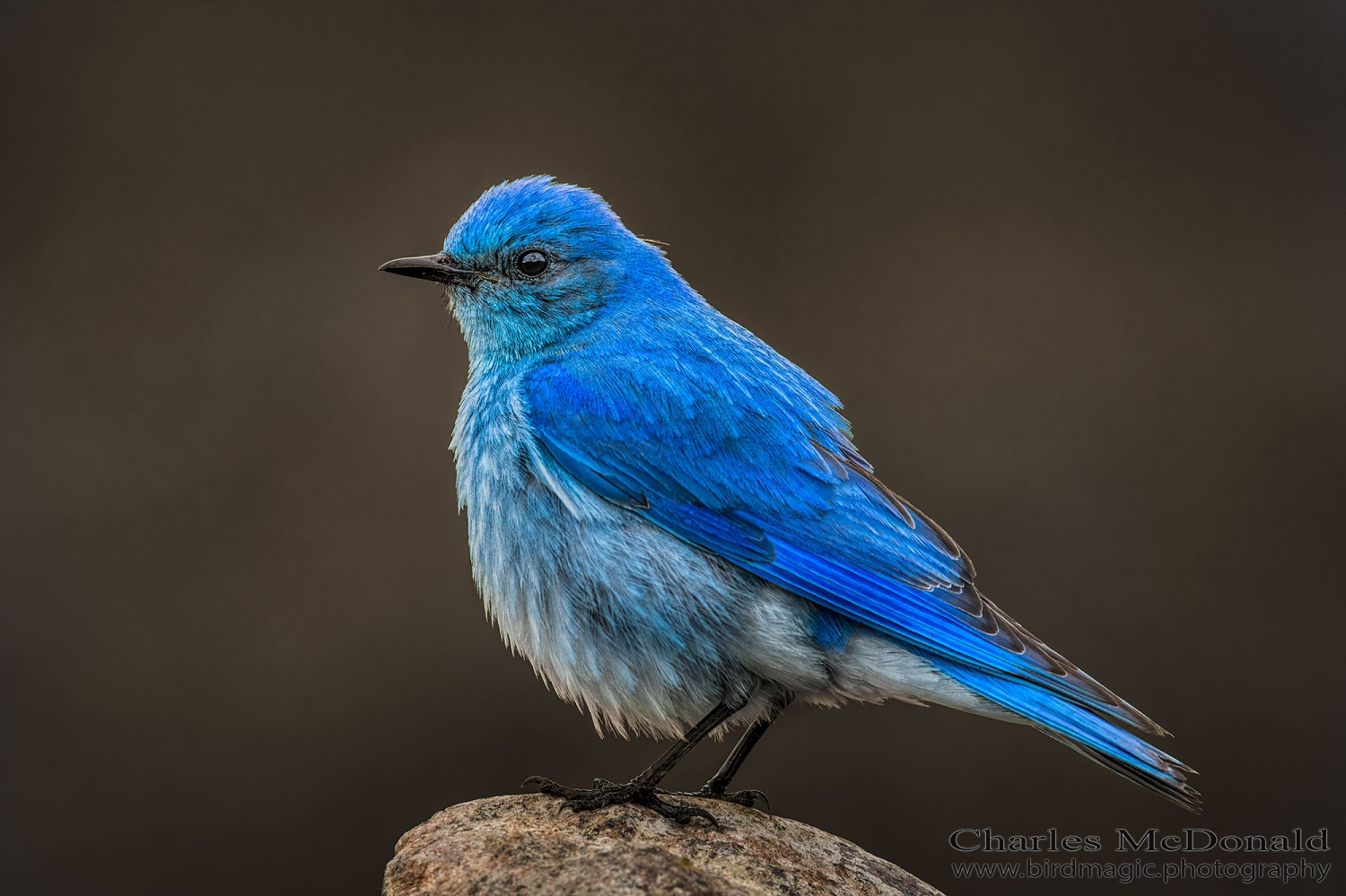 Mountain Bluebird