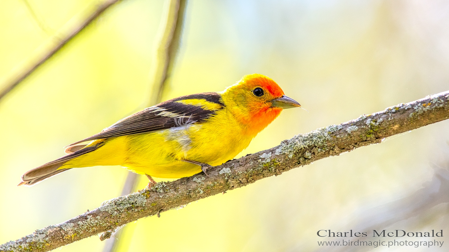 Western Tanager