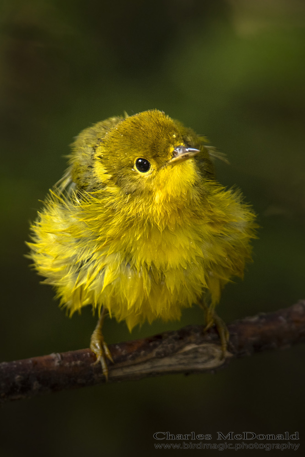 Yellow Warbler