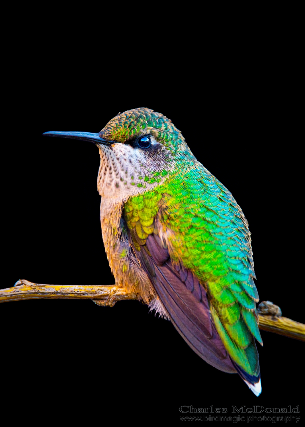 Ruby-throated Hummingbird