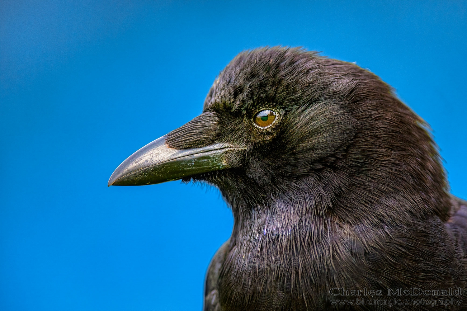 American Crow