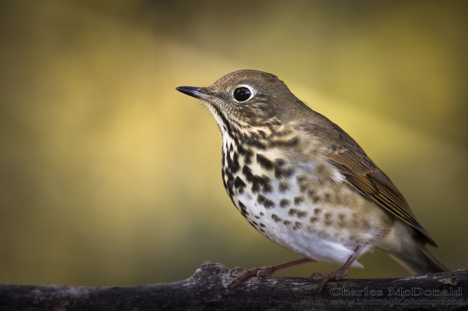 Swainson's Thrush