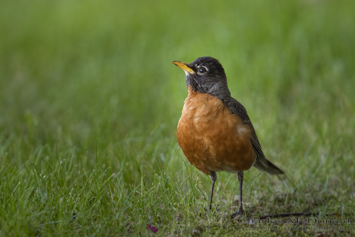 American Robin