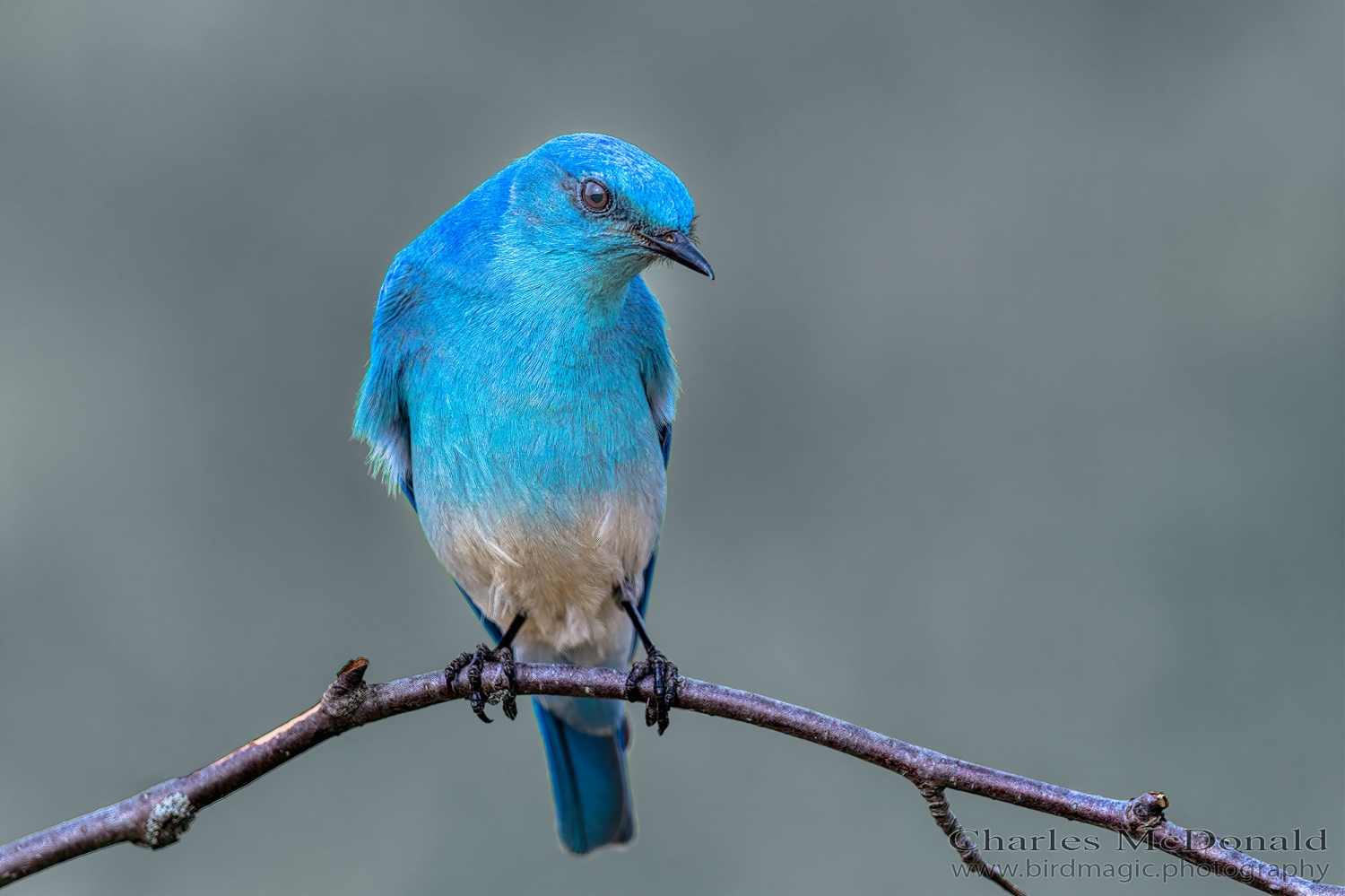 Mountain Bluebird