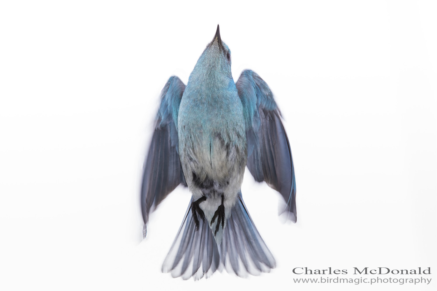 Mountain Bluebird