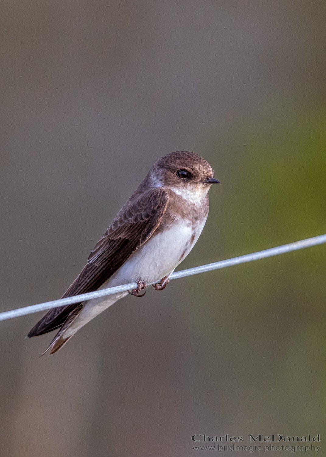 Northern Rough-winged Swallow