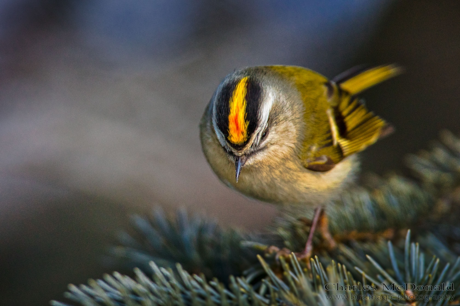 Golden-crowned Kinglet