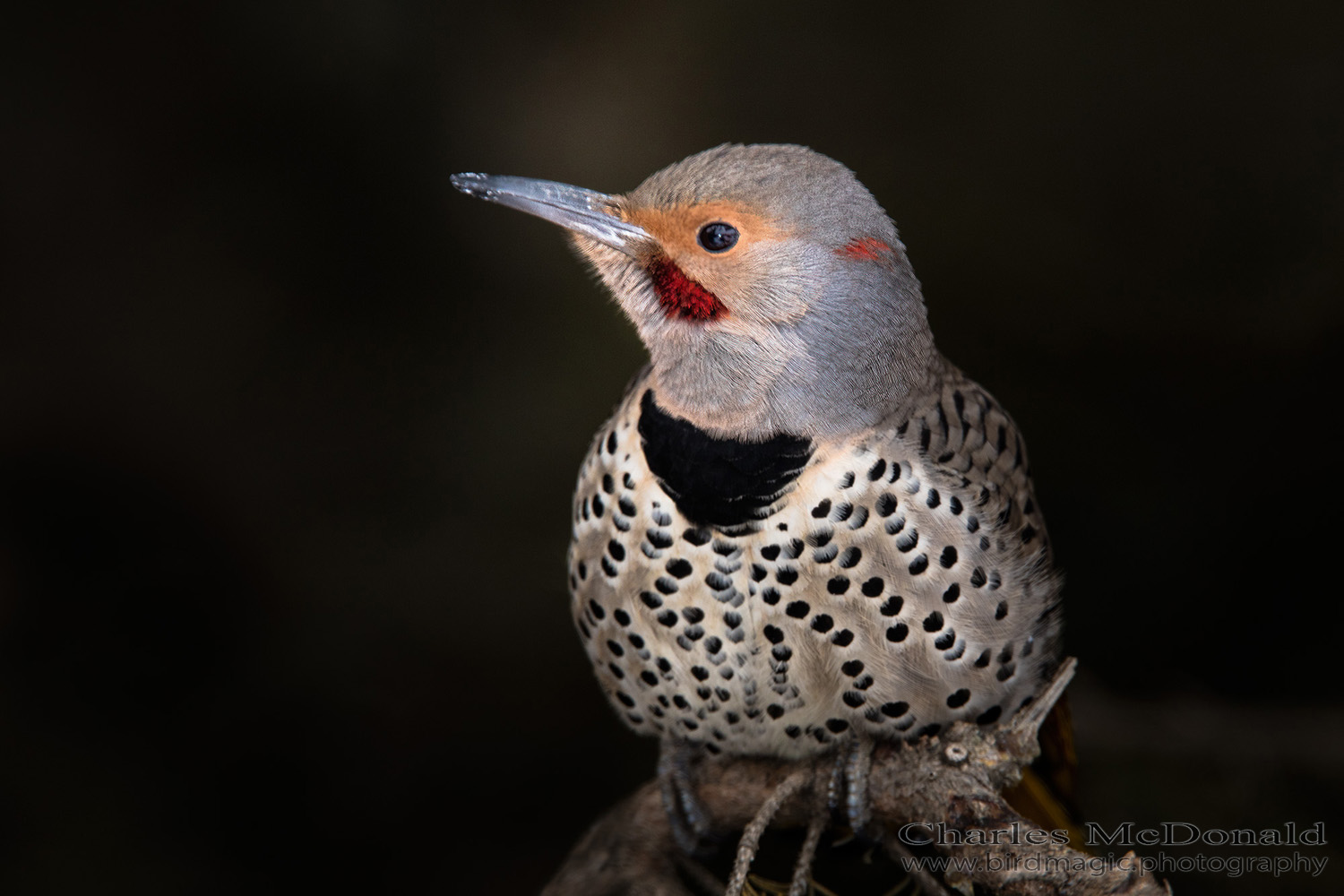 Northern Flicker