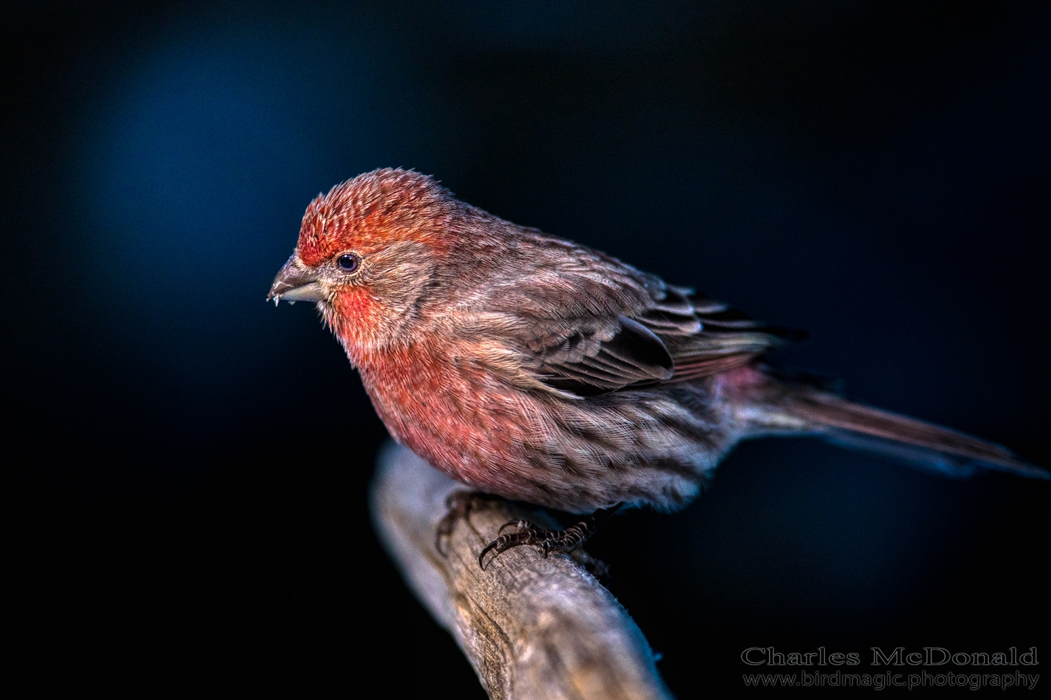 House Finch