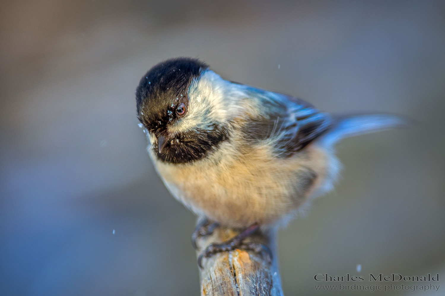 Black-capped Chickadee