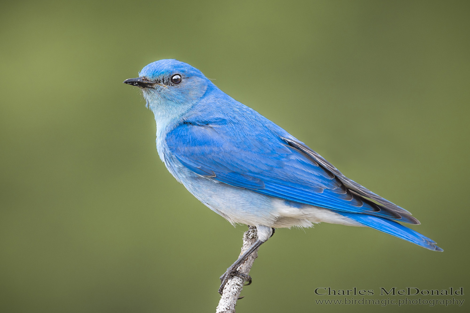 Mountain Bluebird