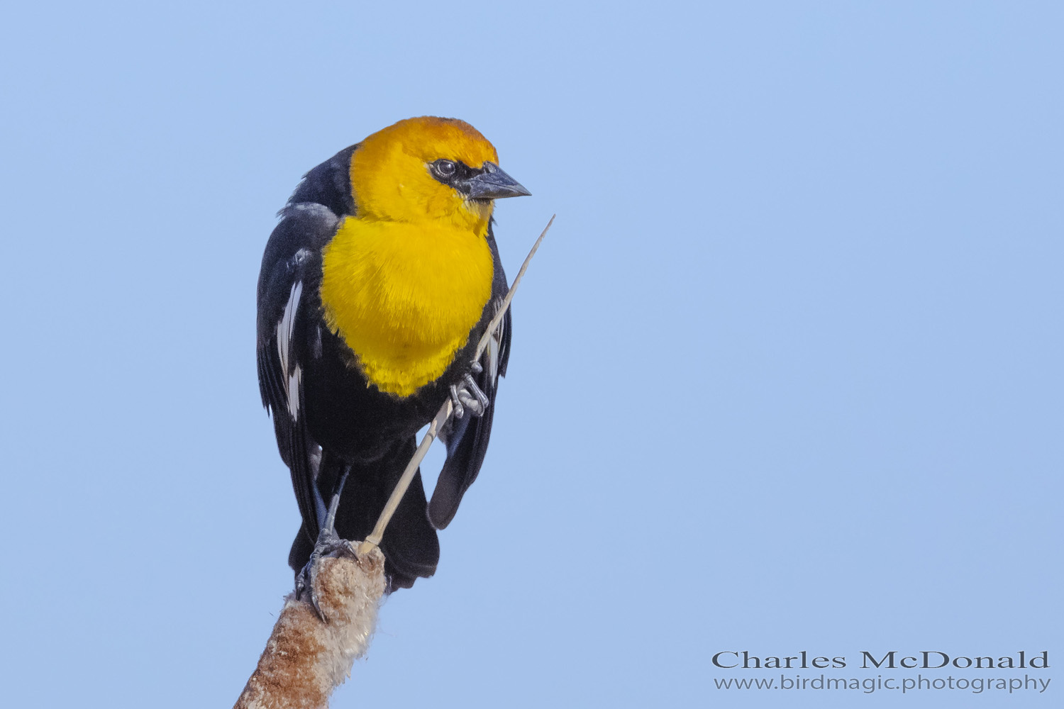 Yellow-headed Blackbird