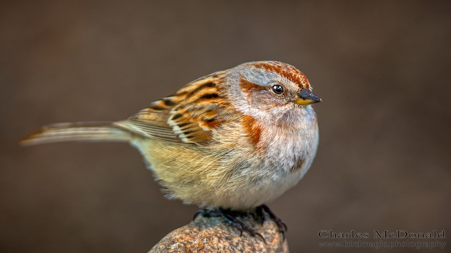 American Tree Sparrow