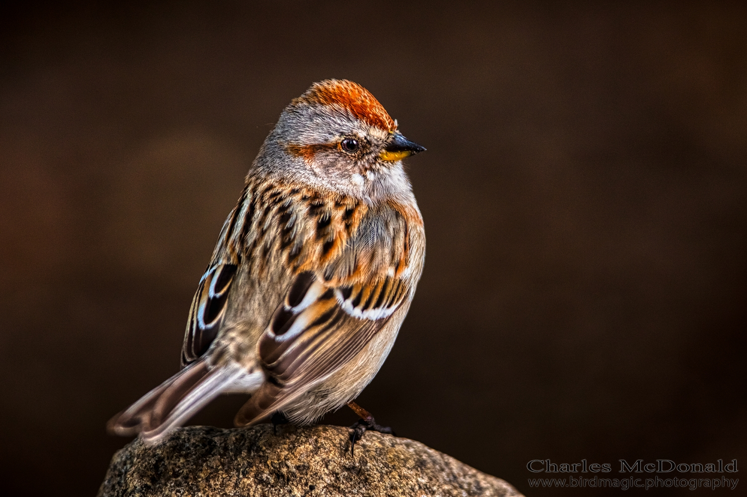 American Tree Sparrow