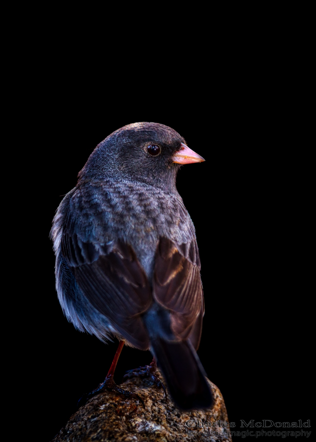 Dark-eyed Junco