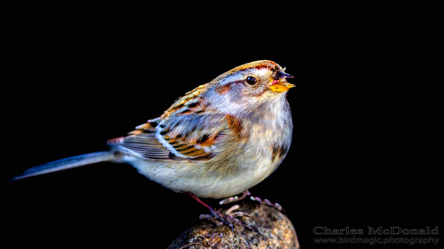 American Tree Sparrow