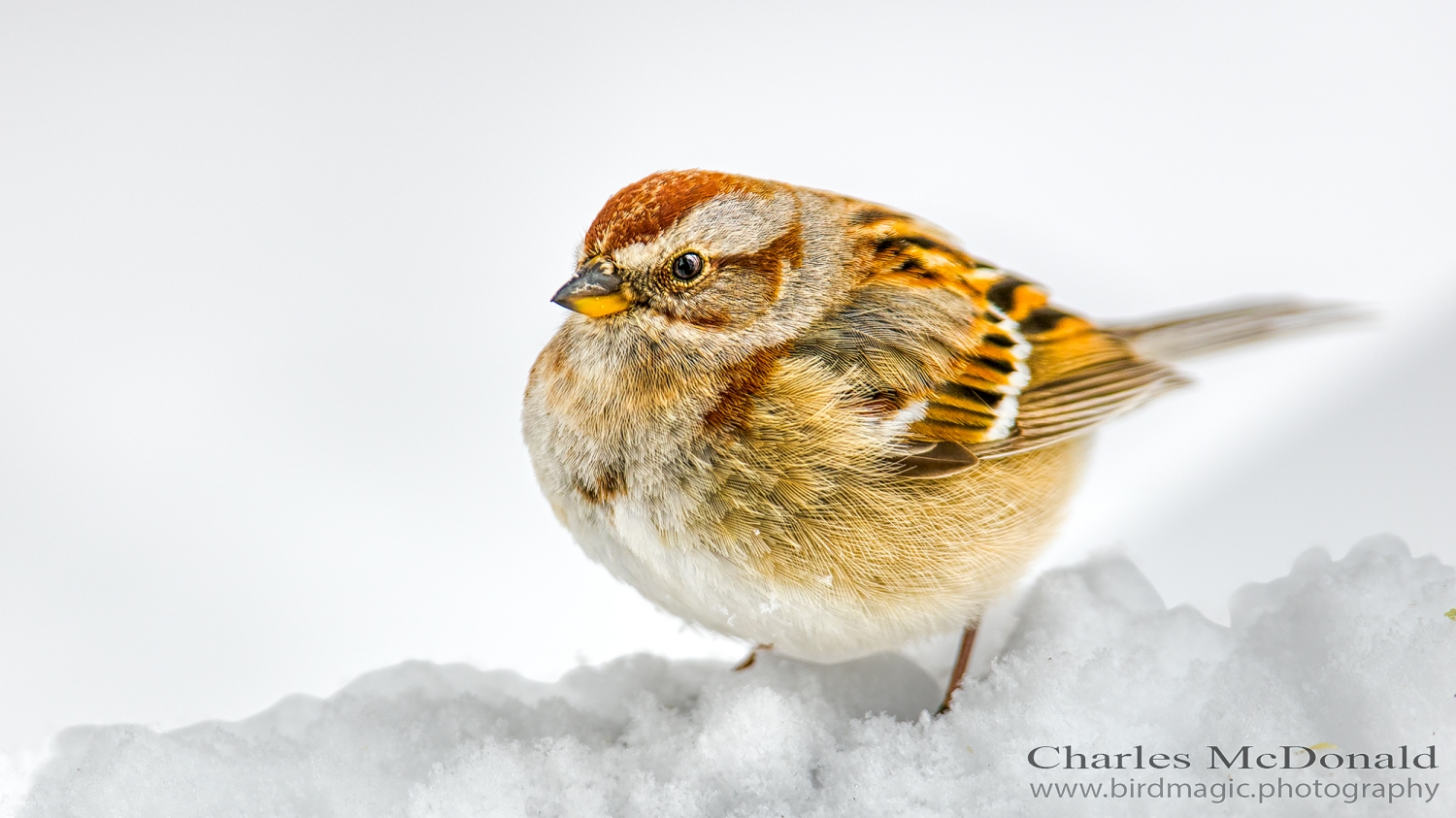 American Tree Sparrow