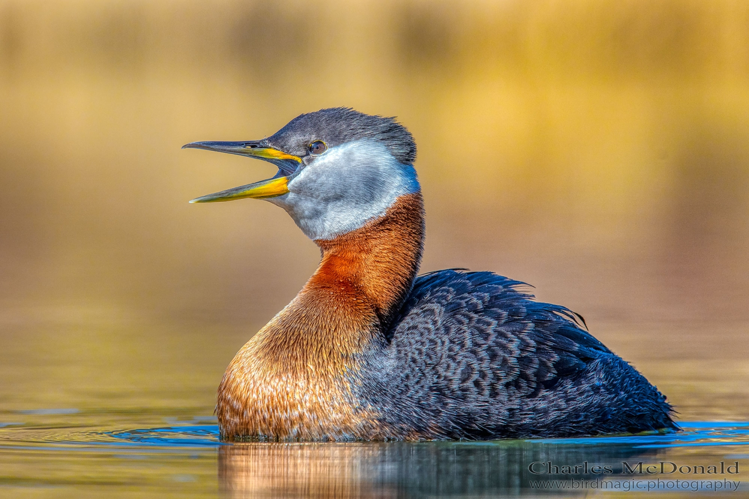 Red-necked Grebe