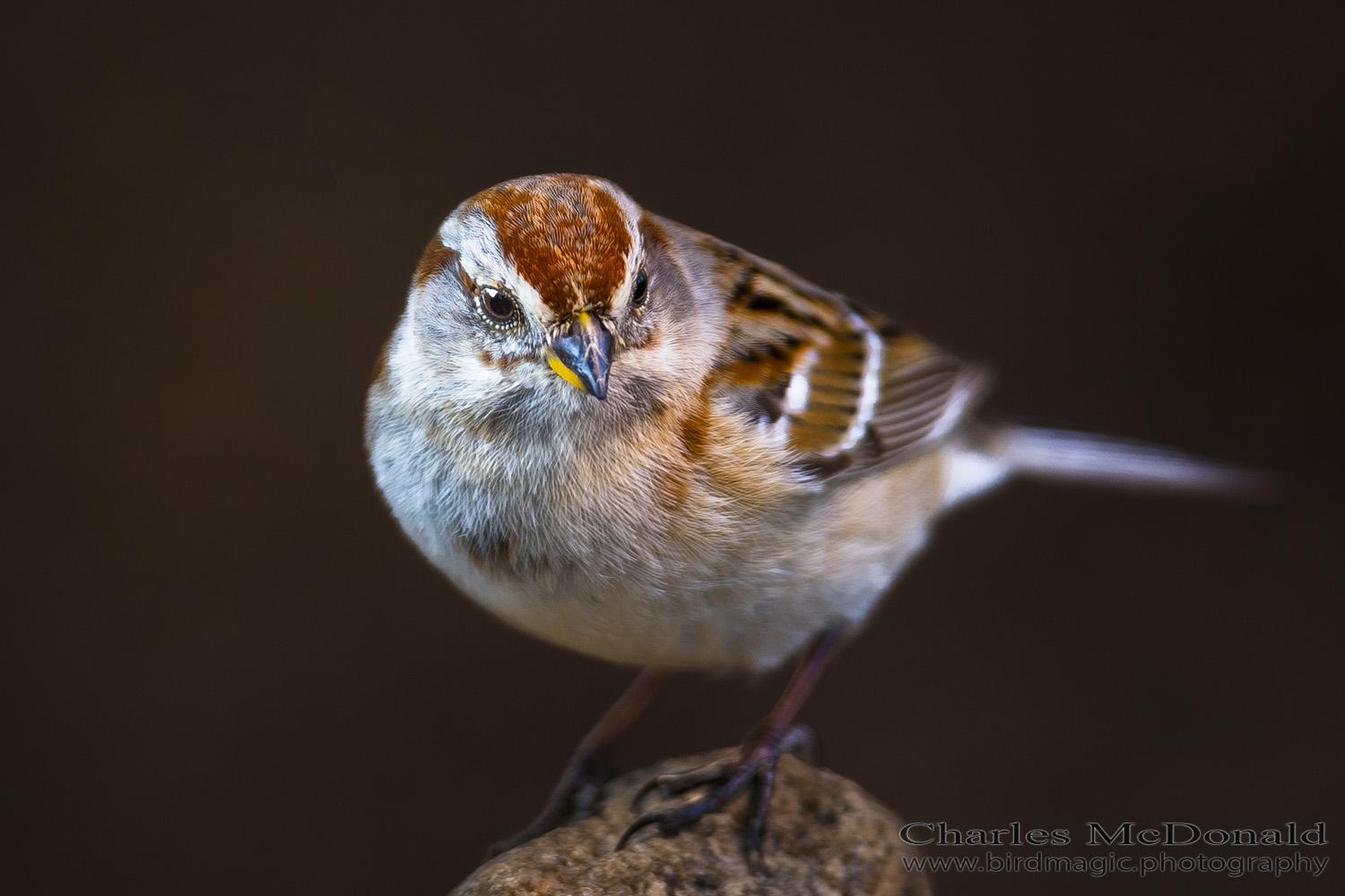 American Tree Sparrow