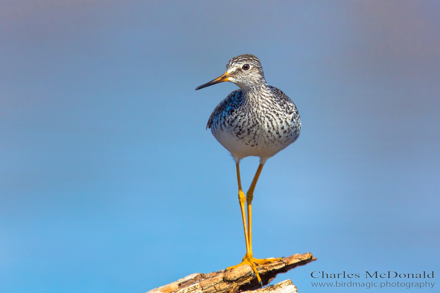 Lesser Yellowlegs