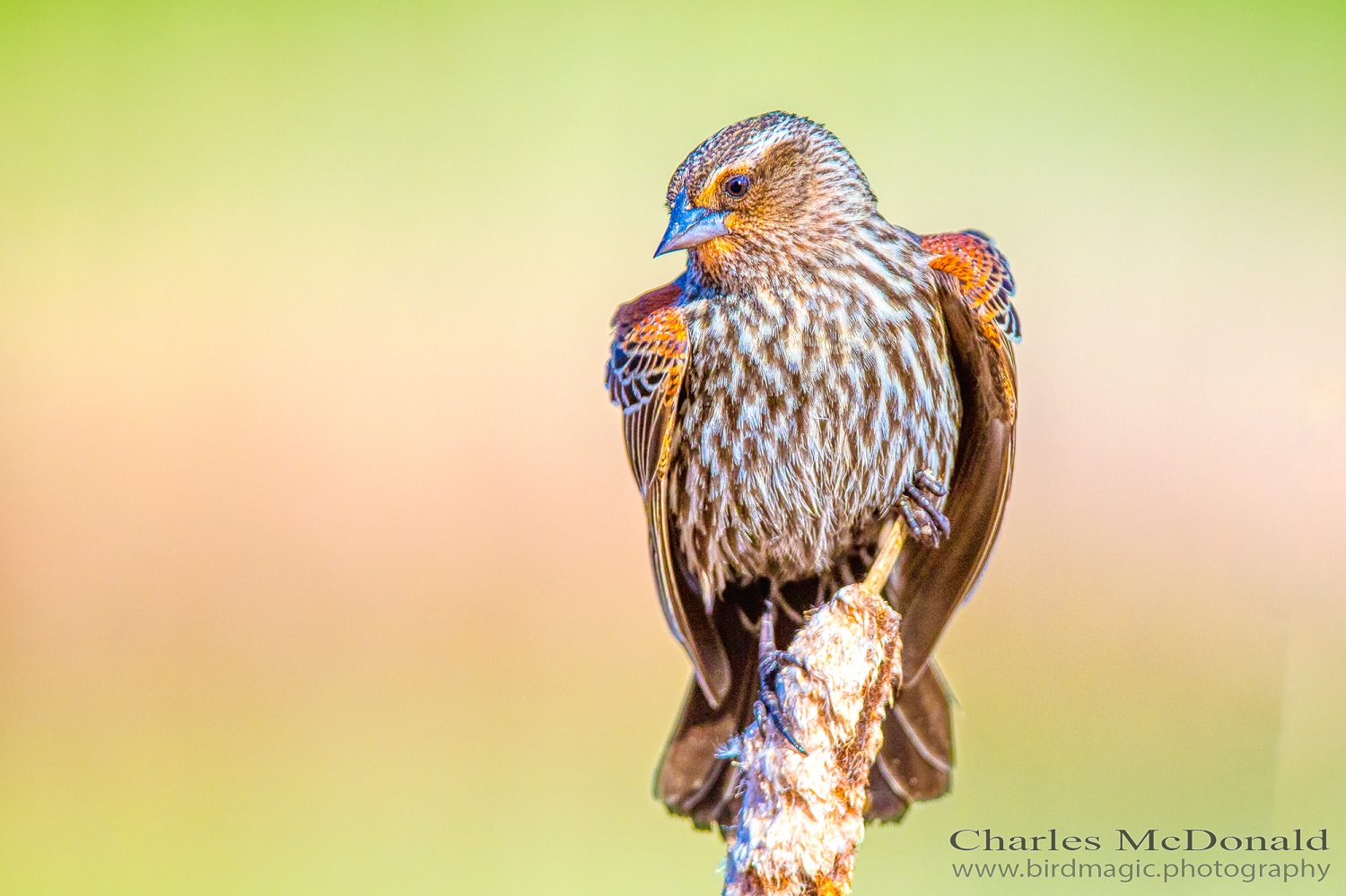 Red-winged Blackbird