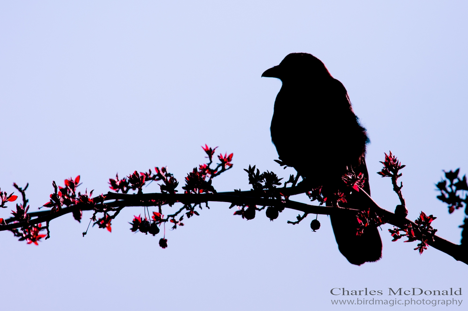 American Crow