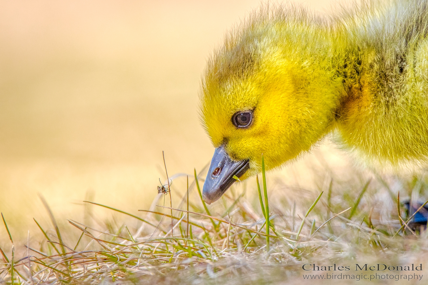 Canada Goose