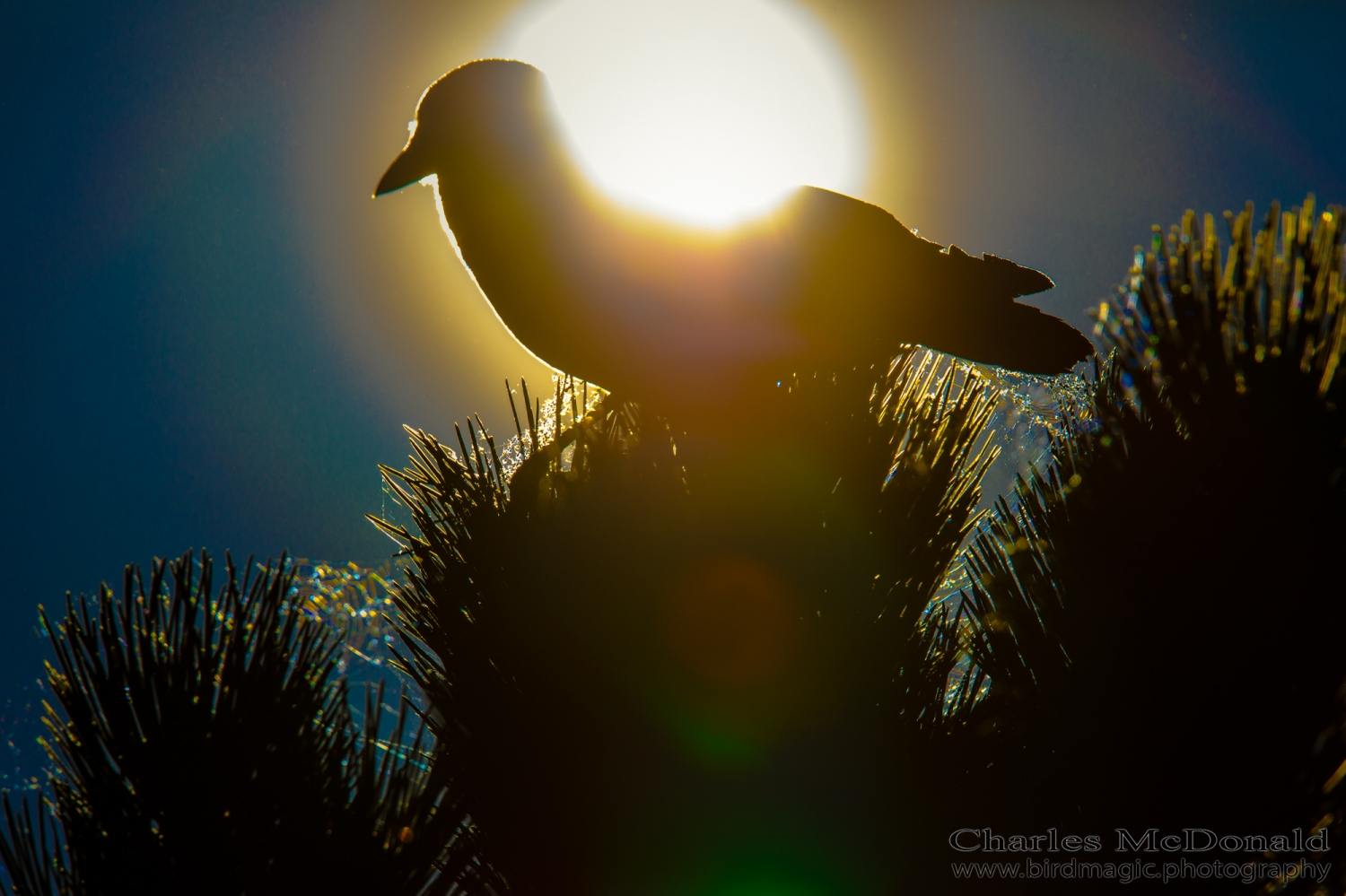 American Crow