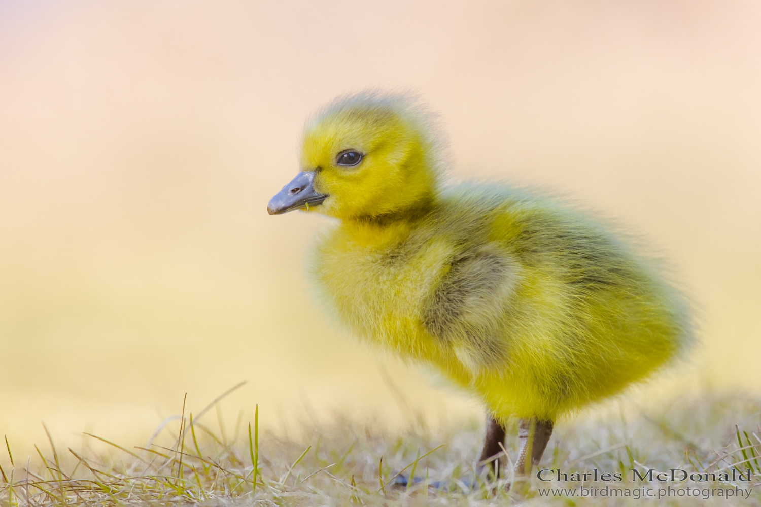 Canada Goose