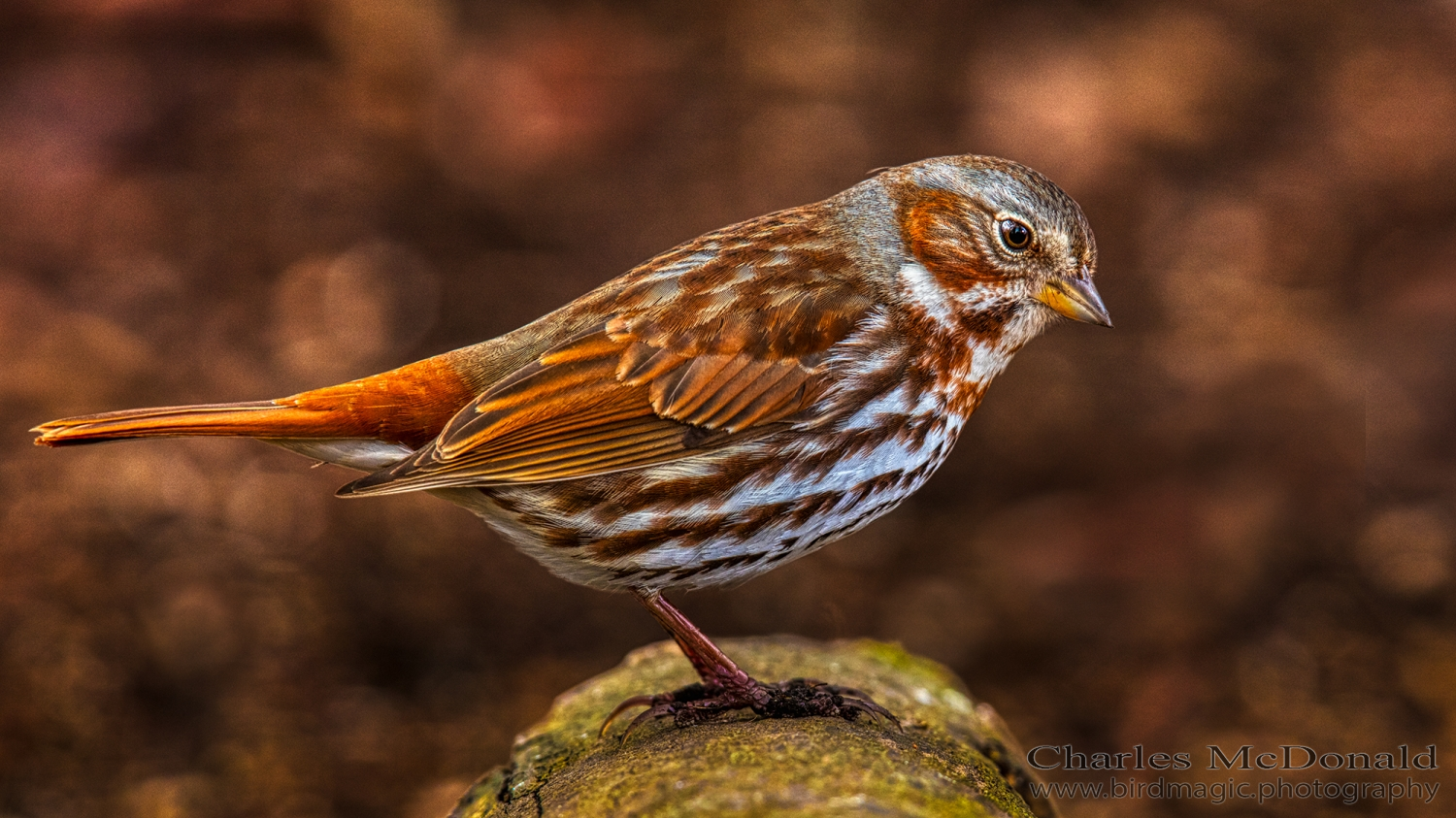 Fox Sparrow