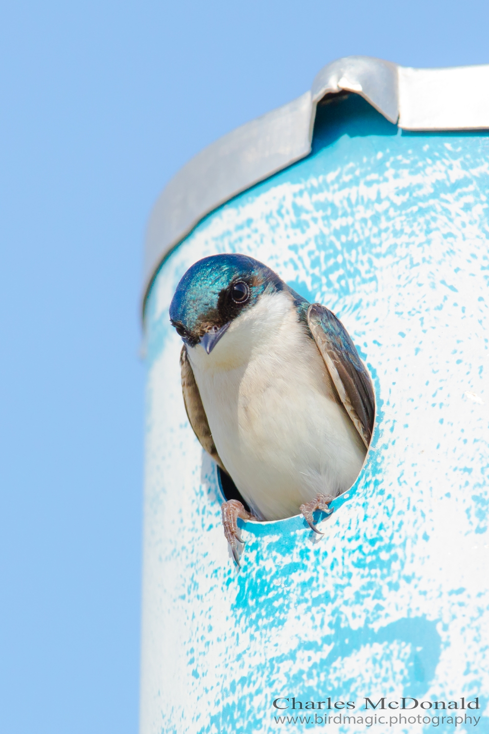 Tree Swallow