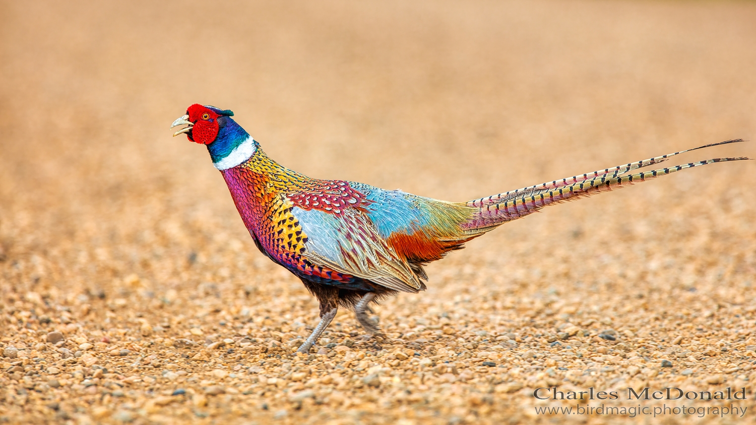 Ring-necked Pheasant