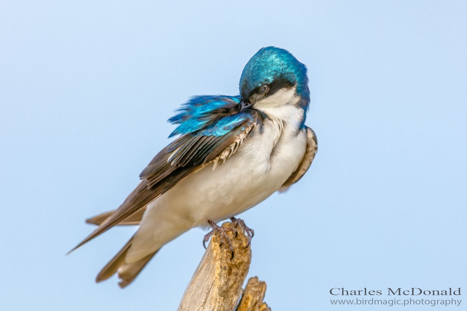 Tree Swallow