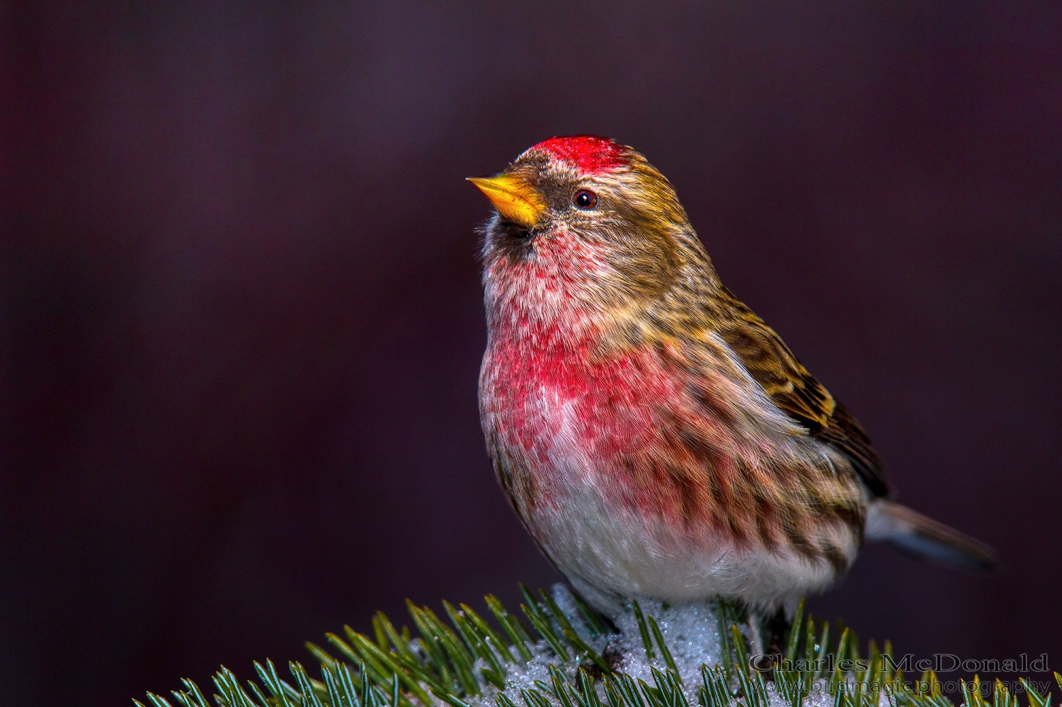 Common Redpoll