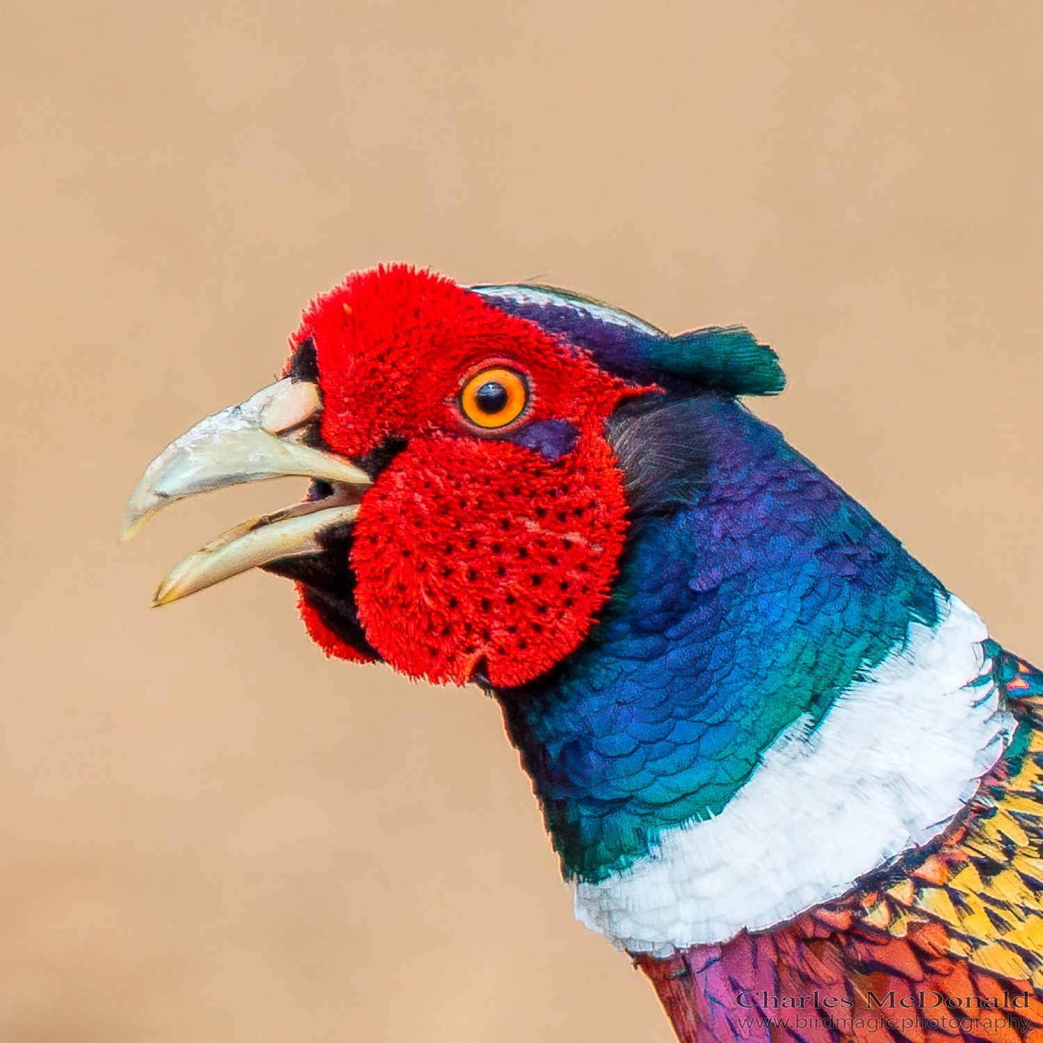 Ring-necked Pheasant