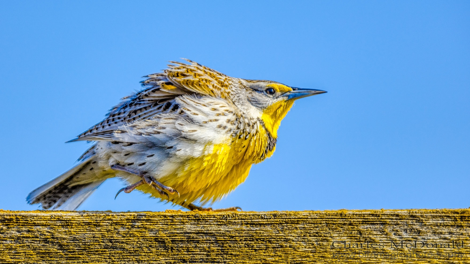 Western Meadowlark