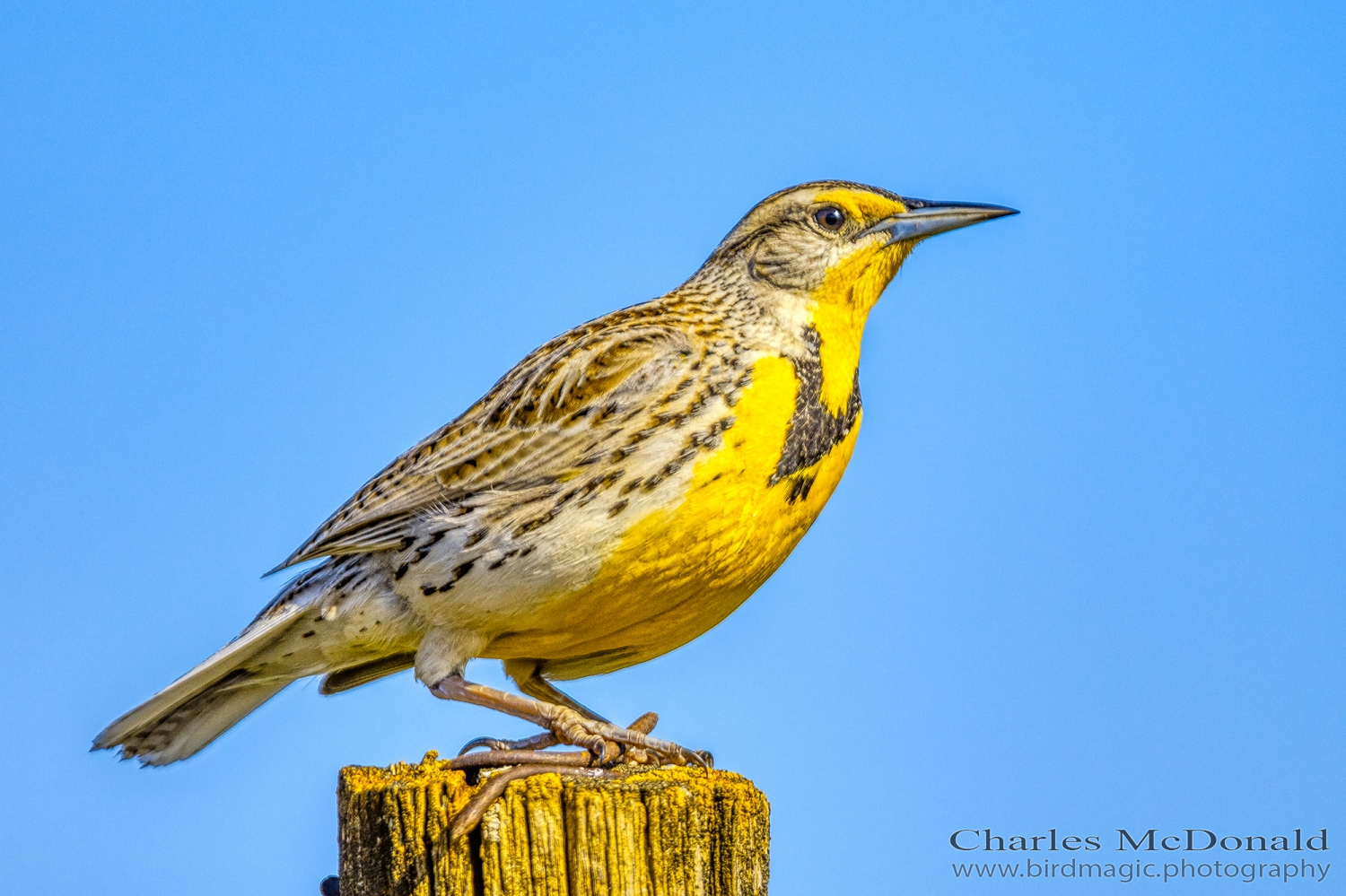 Western Meadowlark