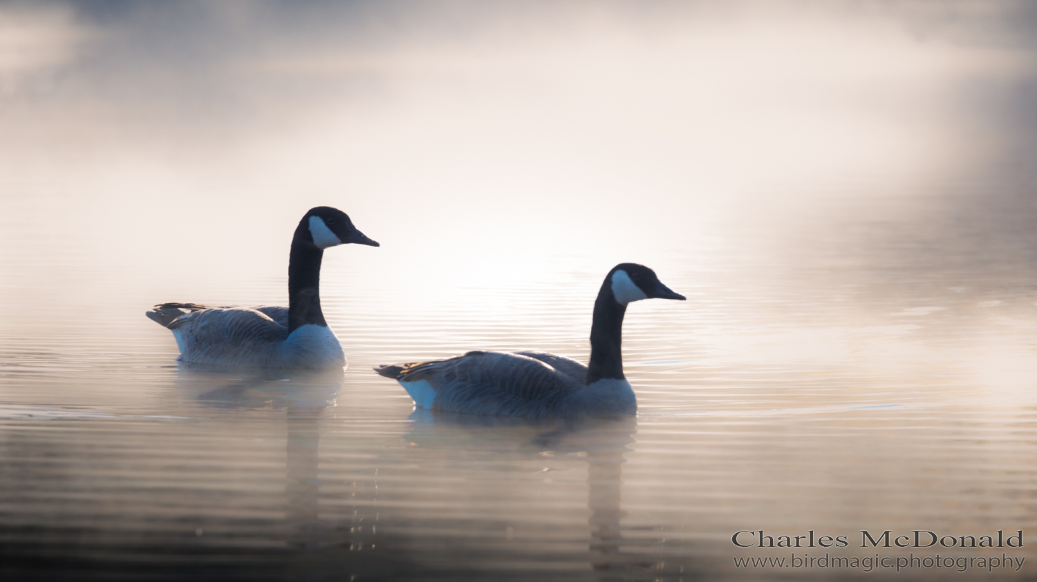 Canada Goose