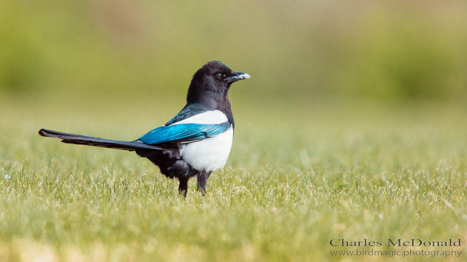 Black-billed Magpie