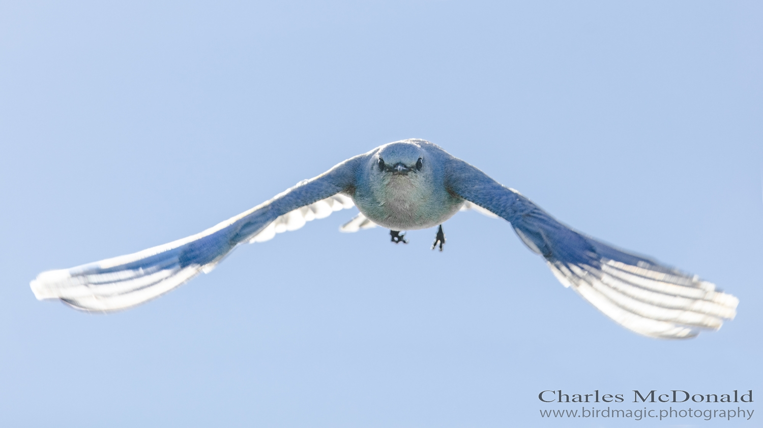 Mountain Bluebird