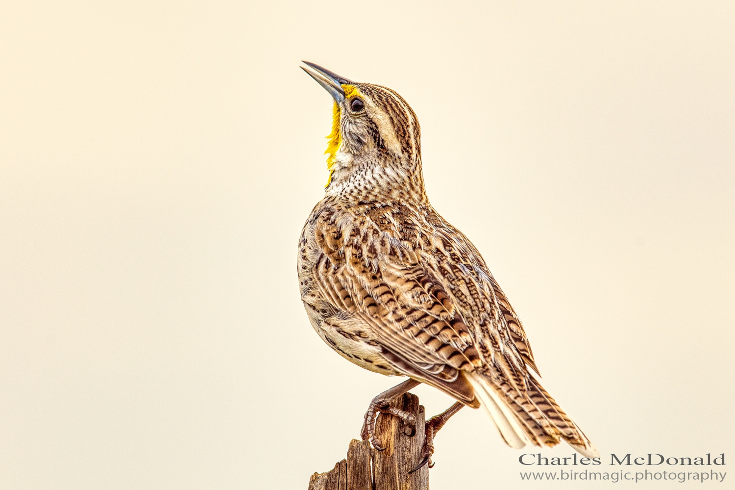 Western Meadowlark